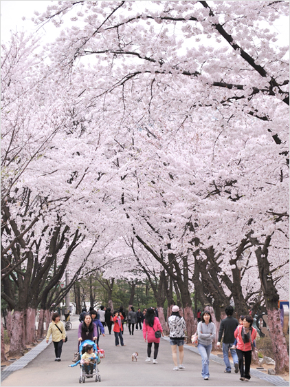 도당산 벚꽃축제