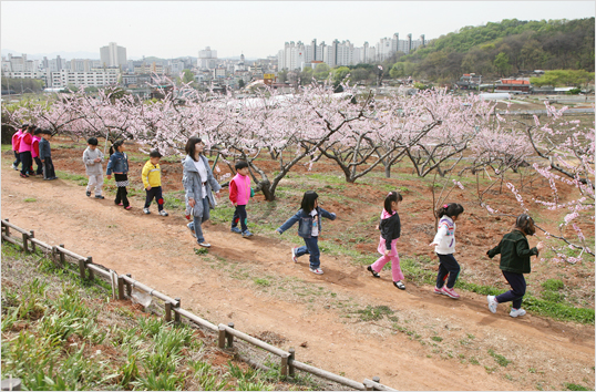 춘덕산 복숭아꽃축제