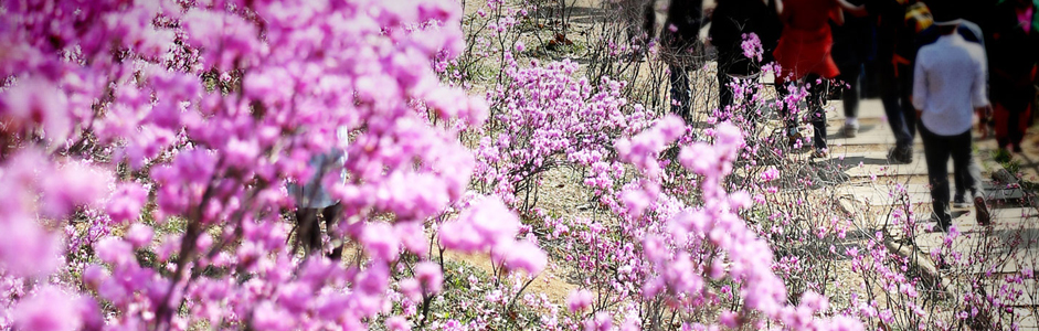 부천시3대봄꽃축제 사진