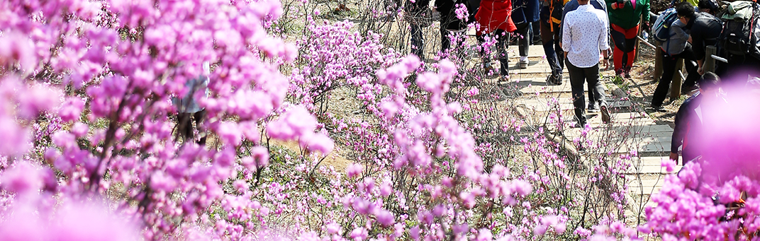 3 Spring Flower Festivals in Bucheon