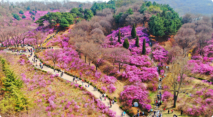 진달래동산 사진2