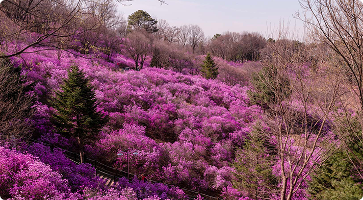 진달래동산 사진3