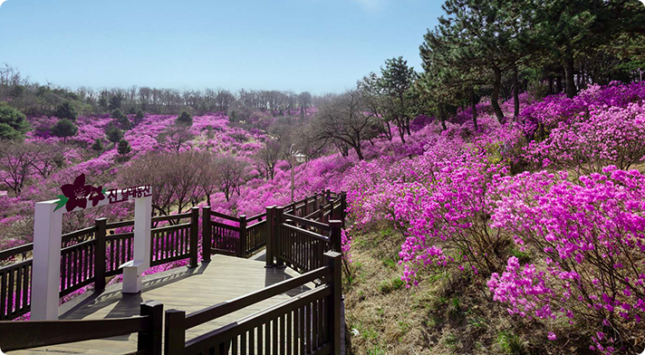 진달래동산 사진4