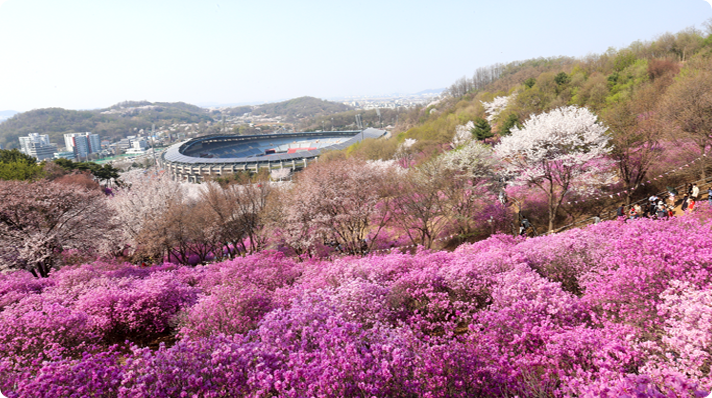 원미산 진달래동산