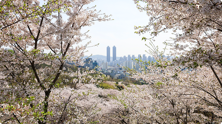 도당산 벚꽃동산