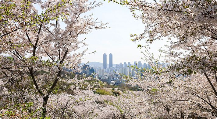 부천봄꽃페스티벌 사진1