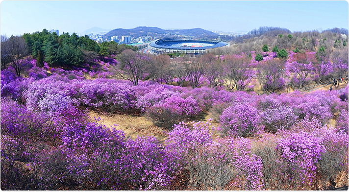 부천봄꽃페스티벌 사진3