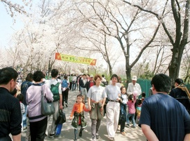 도당산 벚꽃축제