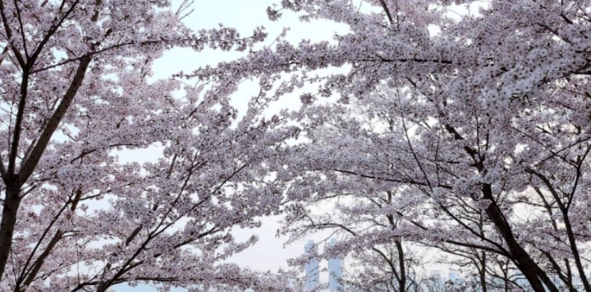 도당산 벚꽃 축제사진