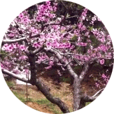 시나무(市木) 복숭아나무 사진
