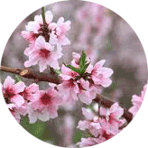 시화(市花) 복숭아꽃 사진