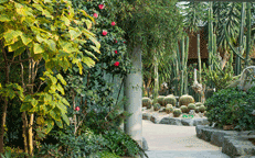 Пучхонский ботанический сад