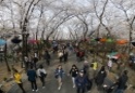 제21회 도당산 벚꽃축제15 이미지
