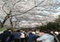 제21회 도당산 벚꽃축제21 이미지