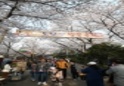 제21회 도당산 벚꽃축제24 이미지