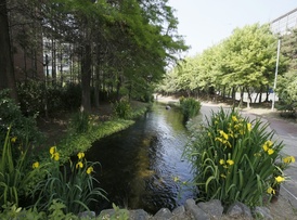 상동 시민의강에 만발한 이팝나무 꽃
