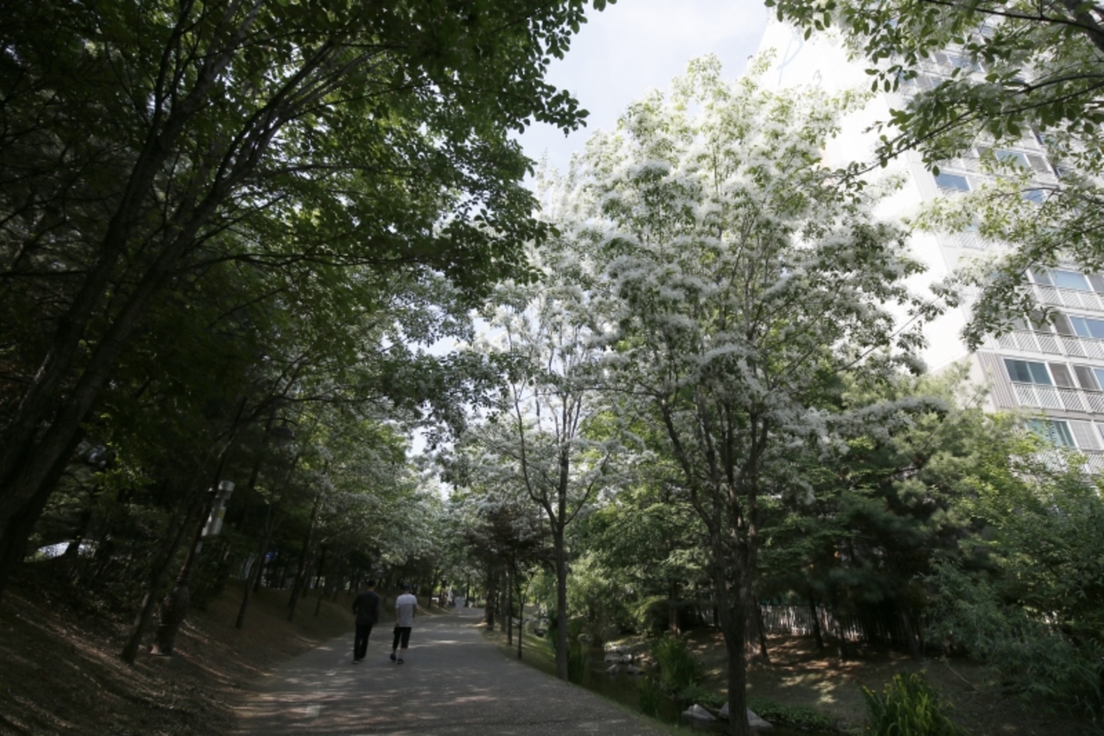 상동 시민의강에 만발한 이팝나무 꽃 이미지