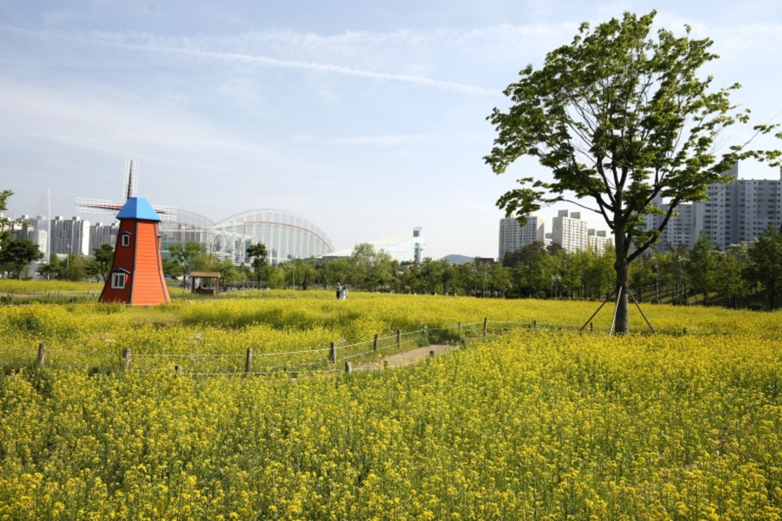 상동호수공원에 만발한 유채꽃 이미지