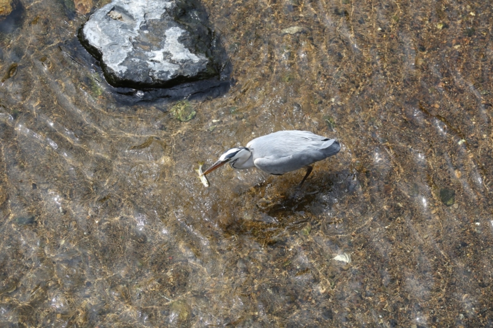 심곡시민의강 왜가리의 먹이사냥 이미지