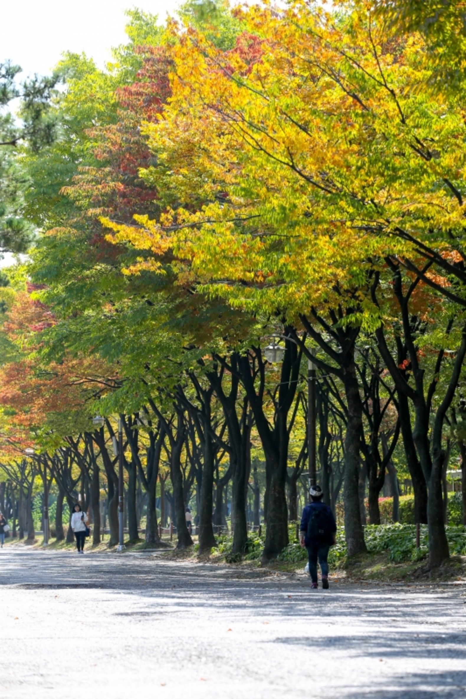 가을풍경(무릉도원수목원, 중앙공원) 이미지