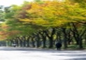 가을풍경(무릉도원수목원, 중앙공원)24 이미지