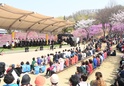 제23회 원미산진달래 축제6 이미지