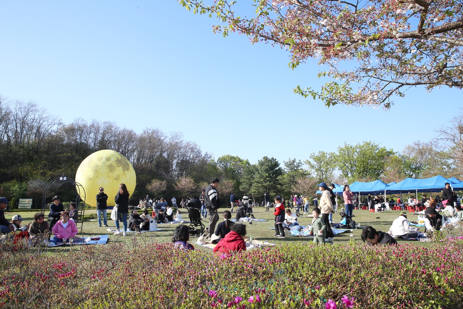 제25회 부천 도당산 벚꽃축제 이미지