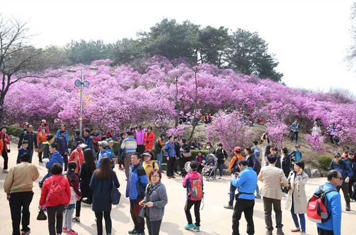 제17회 원미산 진달래축제