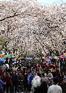 2018 벚꽃축제