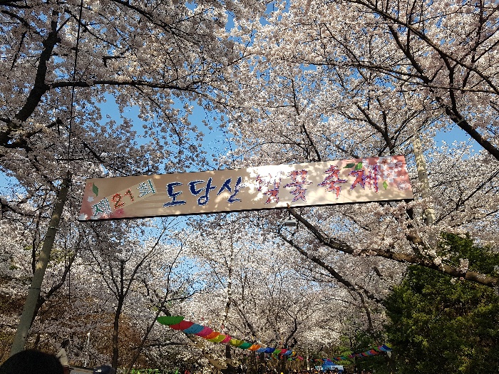 제21회 벚꽃축제