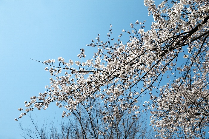 2020.도당산 벚꽃