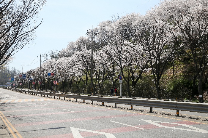2020.도당산 벚꽃
